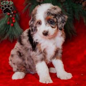 Wesley, Mini Bernedoodle Puppy